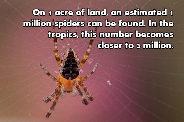 European garden spider - On 1 acre of land, an estimated 1 million spiders can be found. In the tropics, this number becomes closer to 3 million.