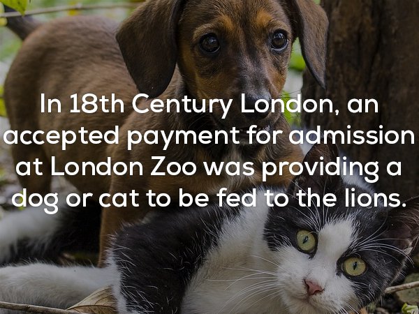 photo caption - In 18th Century London, an accepted payment for admission at London Zoo was providing a dog or cat to be fed to the lions.