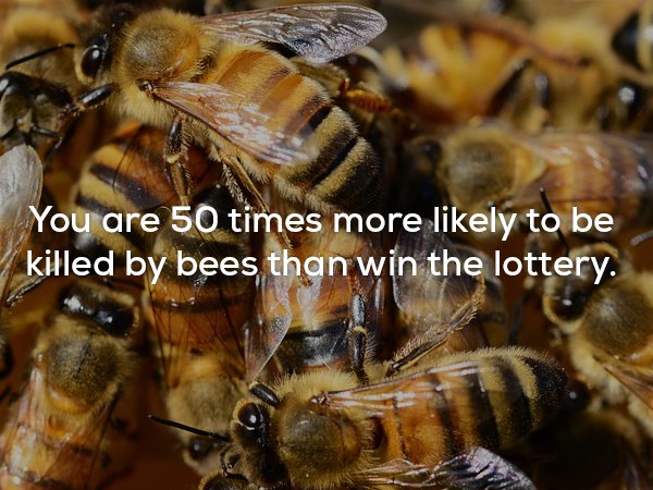 You are 50 times more ly to be killed by bees than win the lottery.