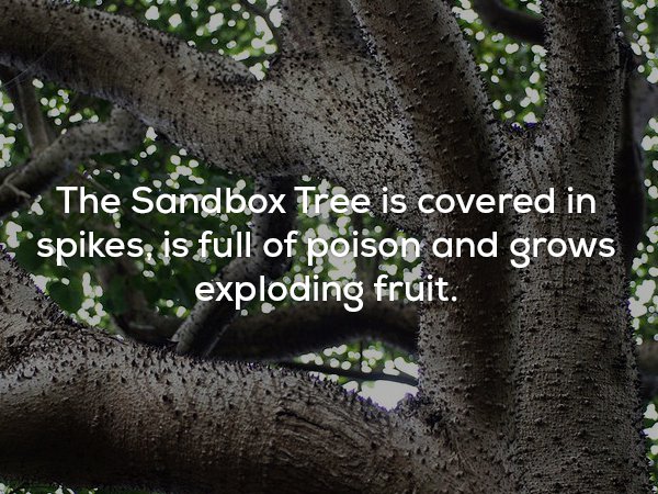 vegetation - The Sandbox Tree is covered in spikes is full of poison and grows exploding fruit.