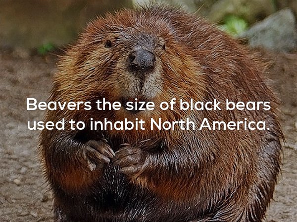 roberto clemente bridge - Beavers the size of black bears used to inhabit North America.
