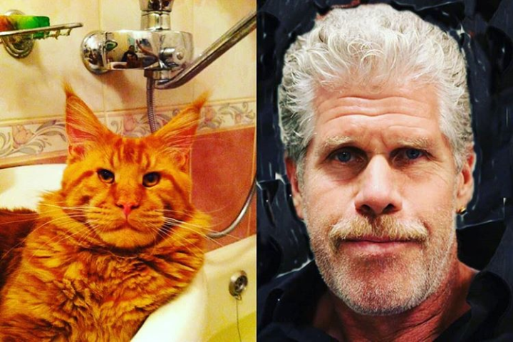 maine coon ron perlman