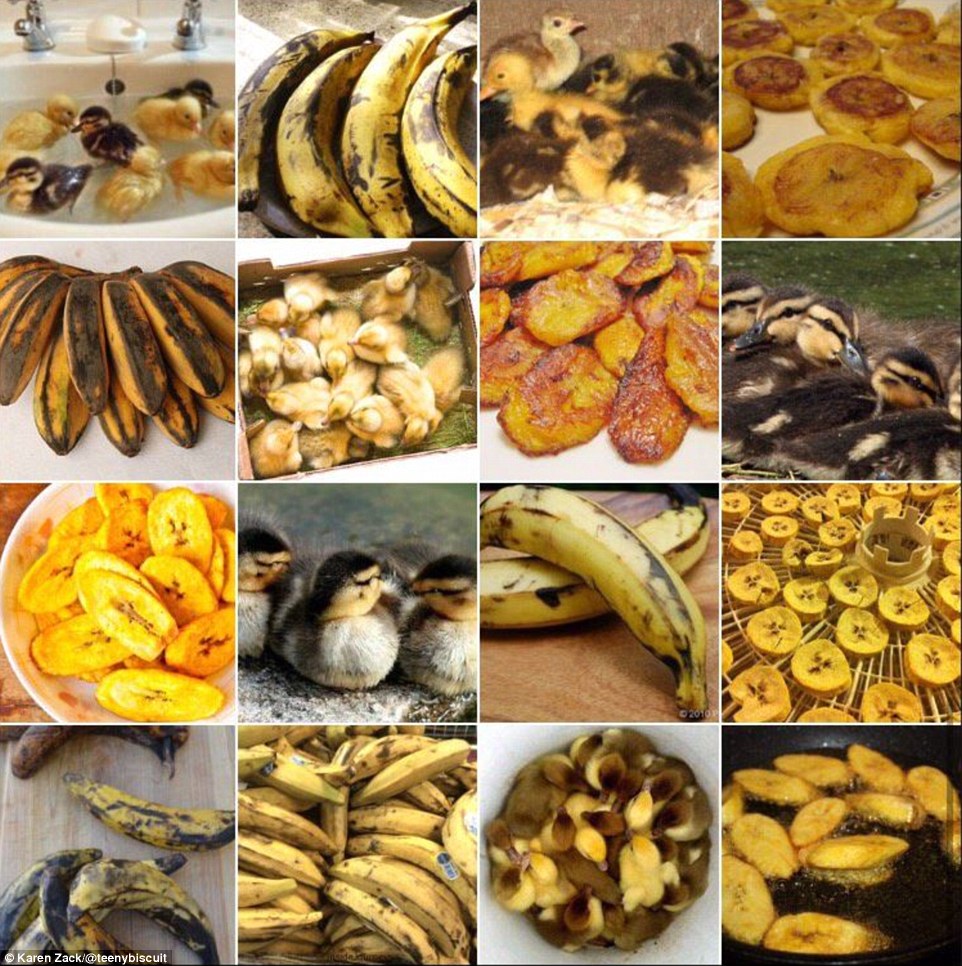 10 Pics of Animals That Look Like Food That Will Play Tricks on Your Eyes