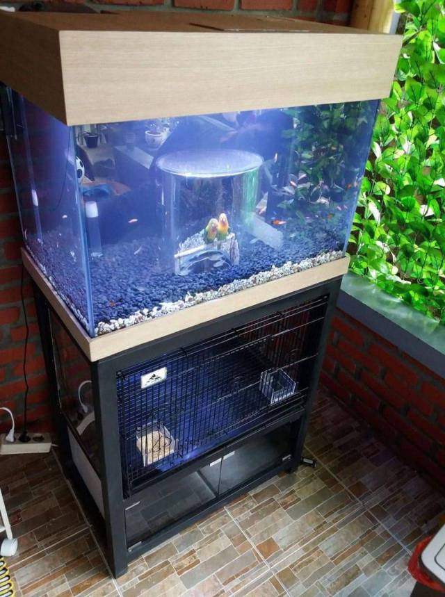 fish tank bird cage