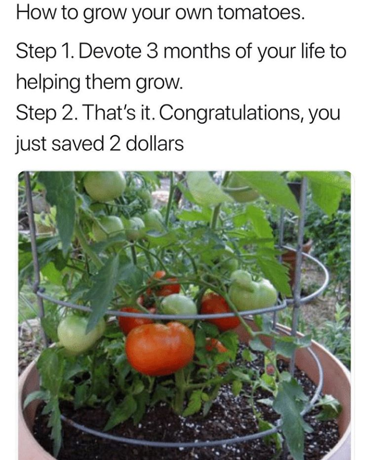 growing vegetables meme - How to grow your own tomatoes. Step 1. Devote 3 months of your life to helping them grow. Step 2. That's it. Congratulations, you just saved 2 dollars