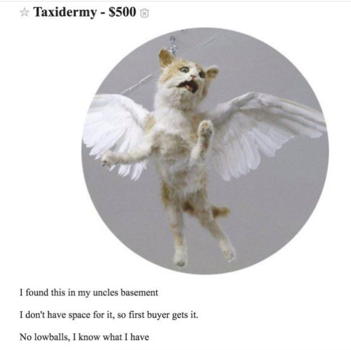 bad taxidermy cat with wings - Taxidermy $500 I found this in my uncles basement I don't have space for it, so first buyer gets it. No lowballs, I know what I have