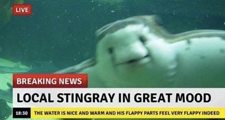 sea flap flaps - Live Breaking News Local Stingray In Great Mood The Water Is Nice And Warm And His Flappy Parts Feel Very Flappy Indeed