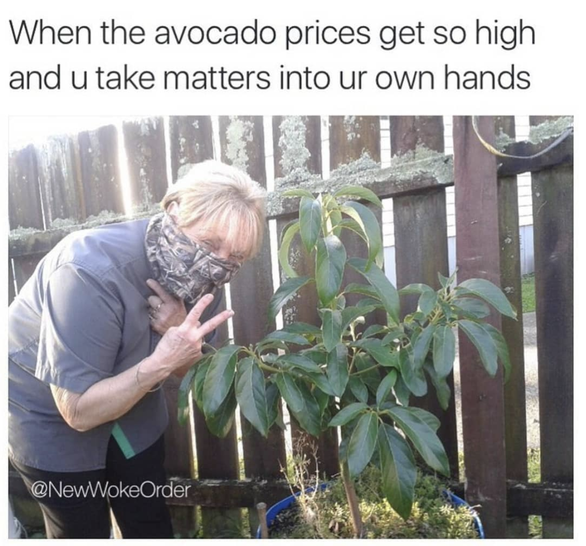 avocado tree nz - When the avocado prices get so high and u take matters into ur own hands