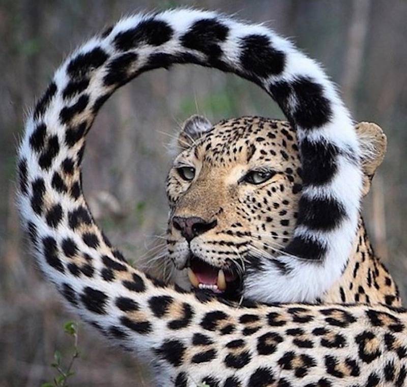 beautiful leopards