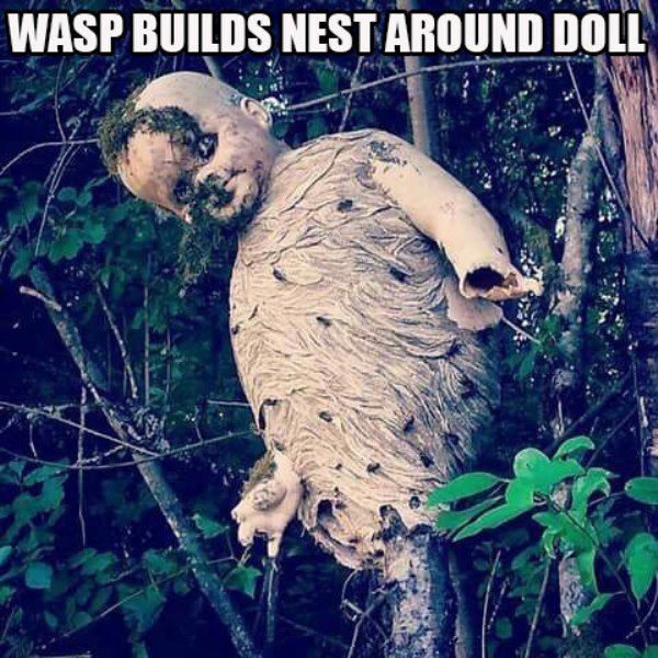 creepy wasp nest - Wasp Builds Nest Around Doll