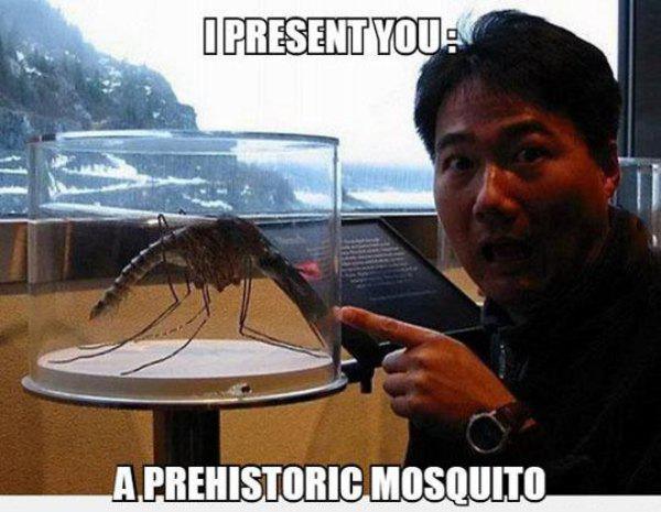 prehistoric mosquito - I Present You A Prehistoric Mosquito