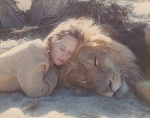 carefree funny pics of - woman sleeping next to a lion