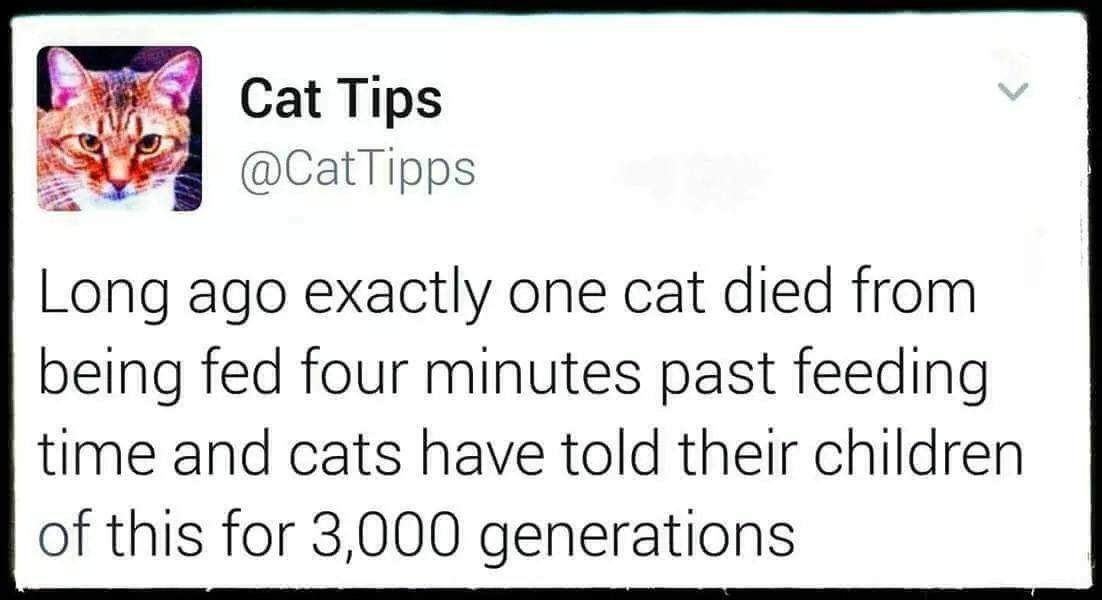 document - Cat Tips Long ago exactly one cat died from being fed four minutes past feeding time and cats have told their children of this for 3,000 generations