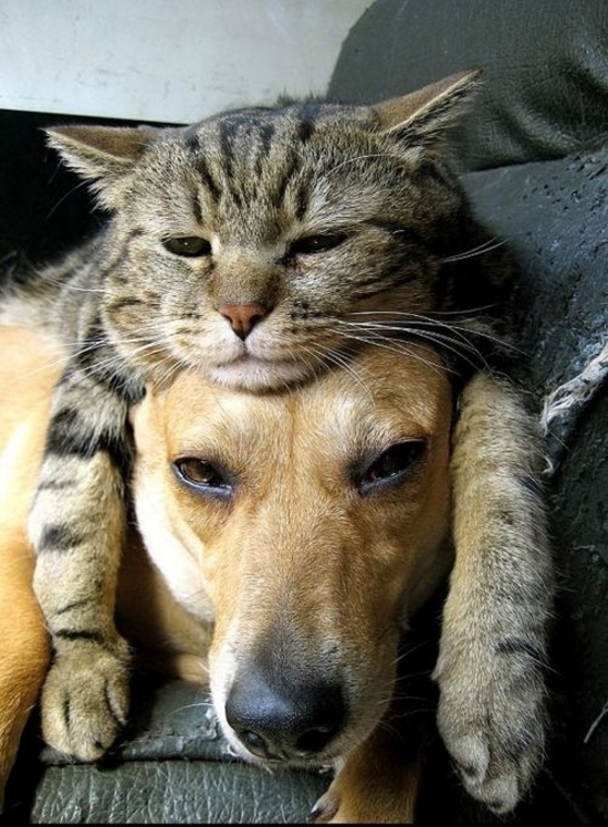 cat sleeping on dog