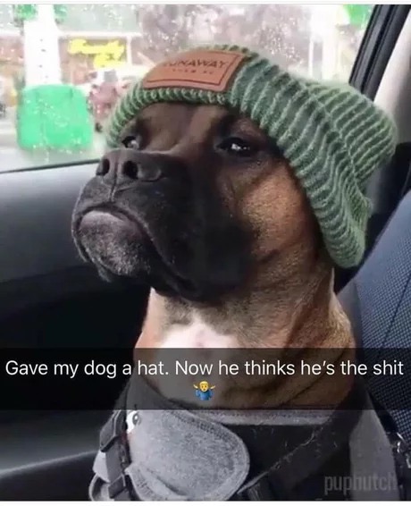 memes - gave my dog a hat now he thinks he's the shit - Gave my dog a hat. Now he thinks he's the shit puphuitel