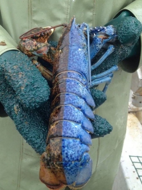 random pic half blue lobster