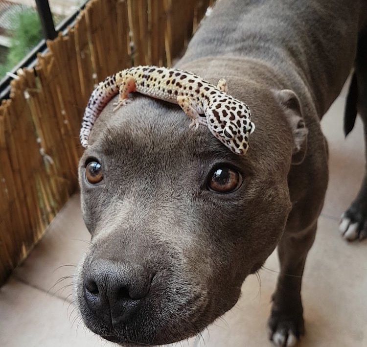 dog with gecko on head