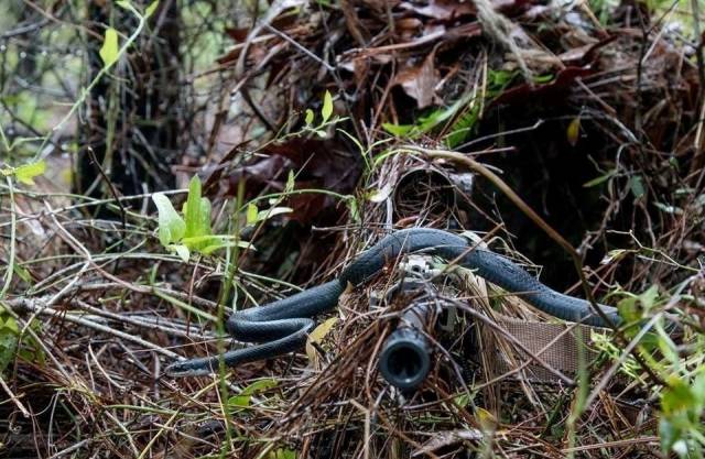 snake slithering over a very well camouflaged sniper