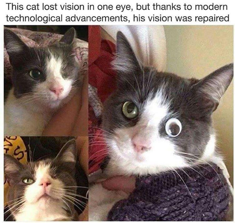 cat meme - This cat lost vision in one eye, but thanks to modern technological advancements, his vision was repaired