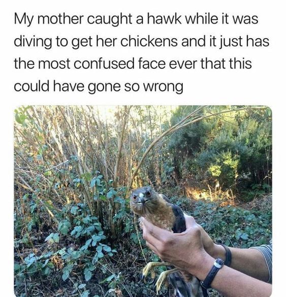 mom caught a hawk - My mother caught a hawk while it was diving to get her chickens and it just has the most confused face ever that this could have gone so wrong