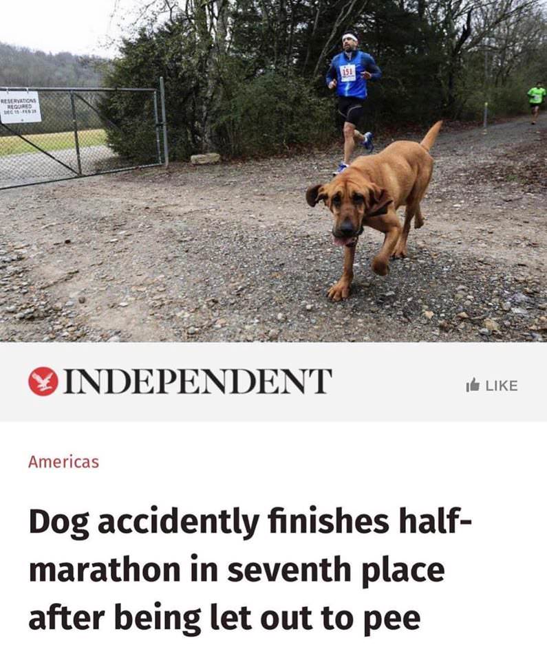 half human half dog - Reservations Oured Independent G Americas Dog accidently finishes half marathon in seventh place after being let out to pee