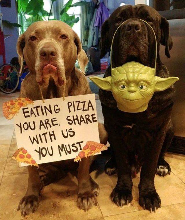 labrador retriever - Eating Pizza You Are. With Us You Must
