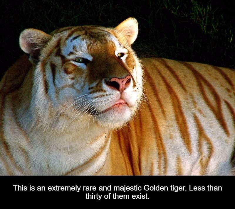 golden tiger gif - This is an extremely rare and majestic Golden tiger. Less than thirty of them exist.
