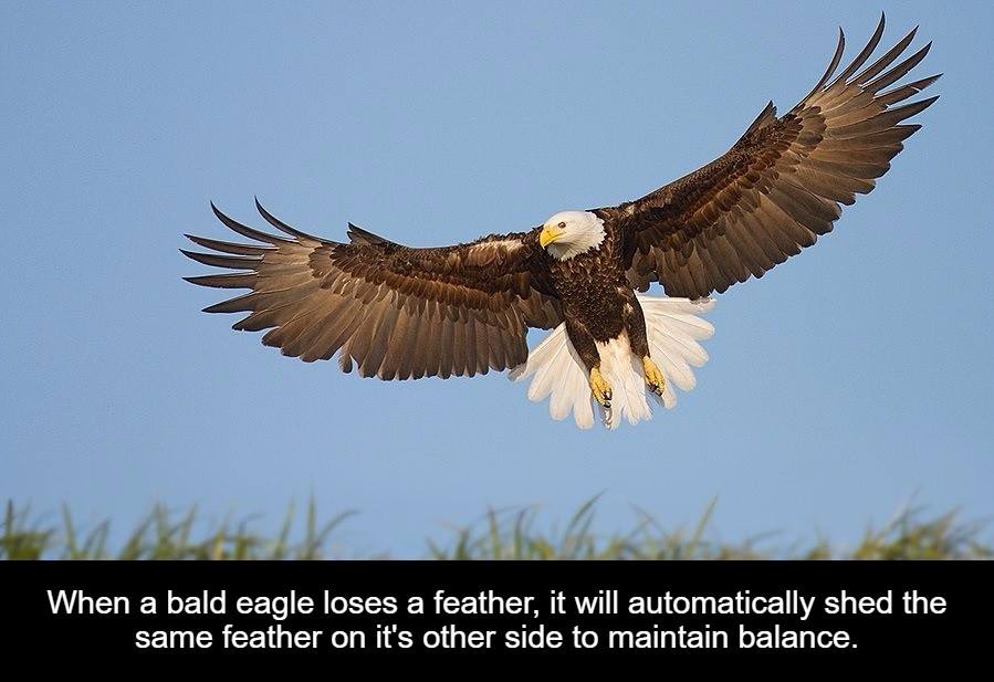 Eagle - When a bald eagle loses a feather, it will automatically shed the same feather on it's other side to maintain balance.