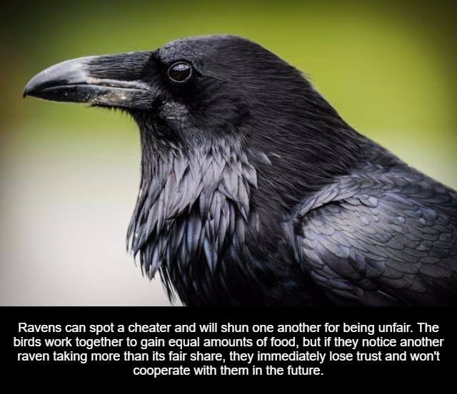 raven in profile - Ravens can spot a cheater and will shun one another for being unfair. The birds work together to gain equal amounts of food, but if they notice another raven taking more than its fair , they immediately lose trust and won't cooperate wi
