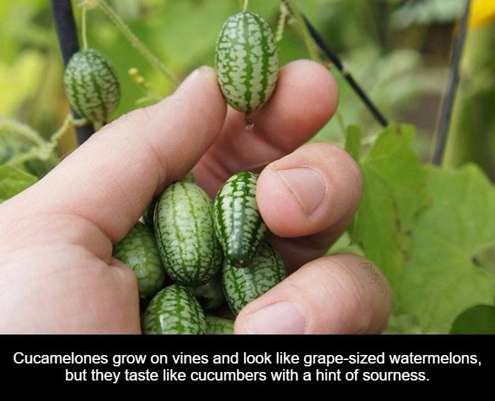 most delicious fruit in the world - Cucamelones grow on vines and look grapesized watermelons, but they taste cucumbers with a hint of sourness.