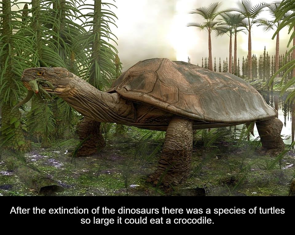 turtles dinosaurs - After the extinction of the dinosaurs there was a species of turtles so large it could eat a crocodile.