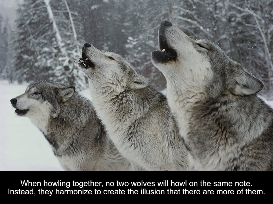 wolves howling - When howling together, no two wolves will howl on the same note. Instead, they harmonize to create the illusion that there are more of them.