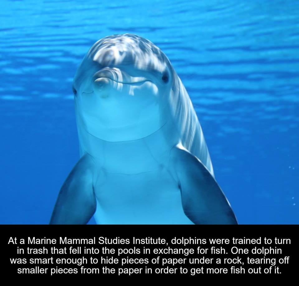 dolphins mammals - At a Marine Mammal Studies Institute, dolphins were trained to turn in trash that fell into the pools in exchange for fish. One dolphin was smart enough to hide pieces of paper under a rock, tearing off smaller pieces from the paper in 