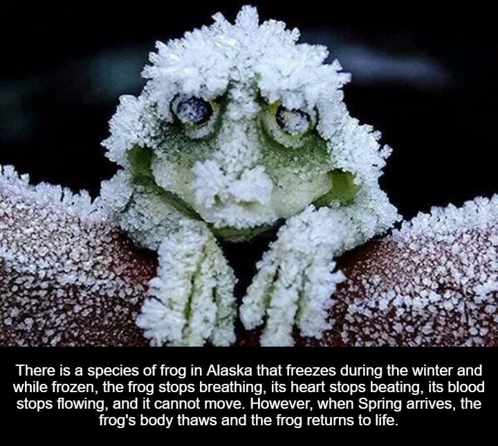 eminem frog meme - There is a species of frog in Alaska that freezes during the winter and while frozen, the frog stops breathing, its heart stops beating, its blood stops flowing, and it cannot move. However, when Spring arrives, the frog's body thaws an
