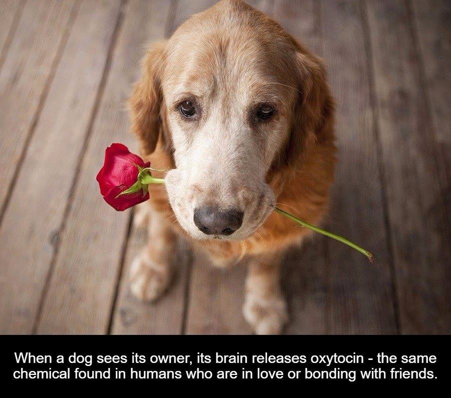 dog and human friendship quotes - When a dog sees its owner, its brain releases oxytocin the same chemical found in humans who are in love or bonding with friends.