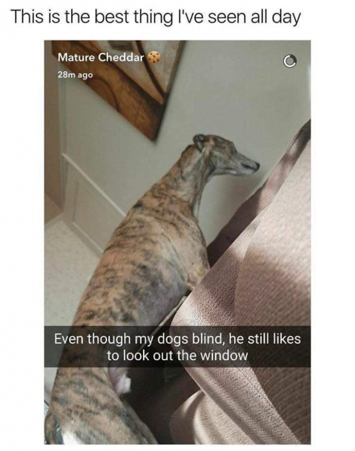 blind dog looking out window - This is the best thing I've seen all day Mature Cheddar 28m ago Even though my dogs blind, he still to look out the window