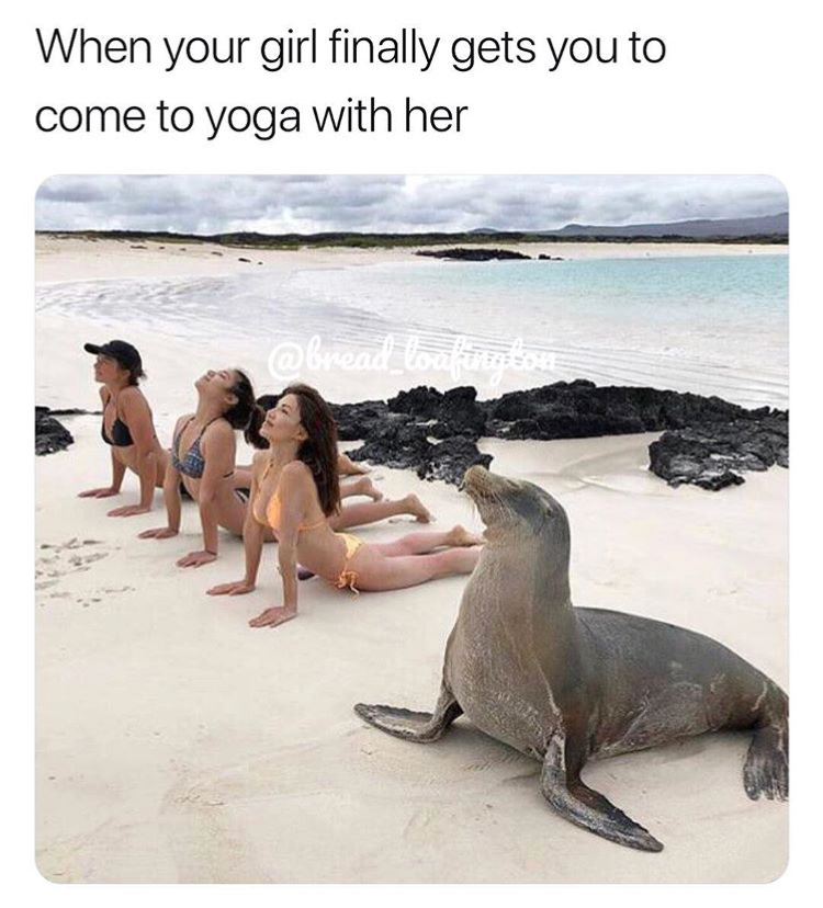 sea lion - When your girl finally gets you to come to yoga with her Oreal loafunt