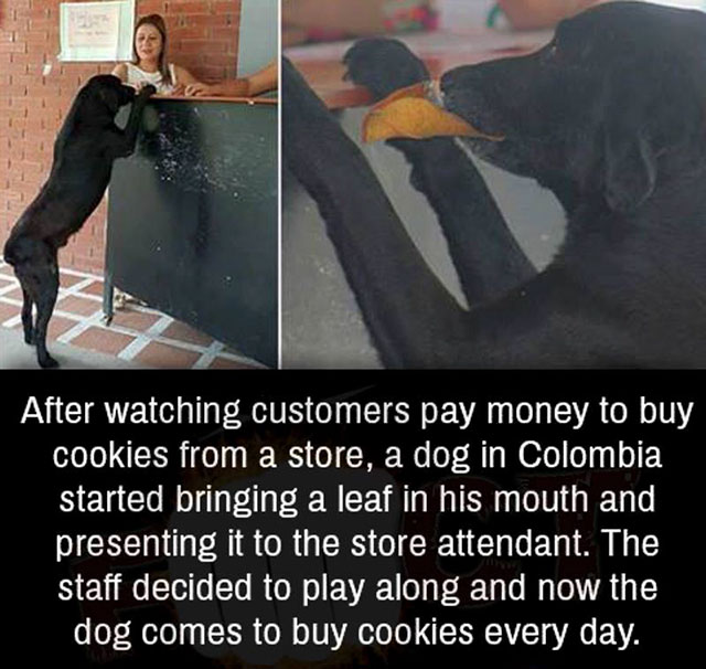 dog leaf cookie - After watching customers pay money to buy cookies from a store, a dog in Colombia started bringing a leaf in his mouth and presenting it to the store attendant. The staff decided to play along and now the dog comes to buy cookies every d