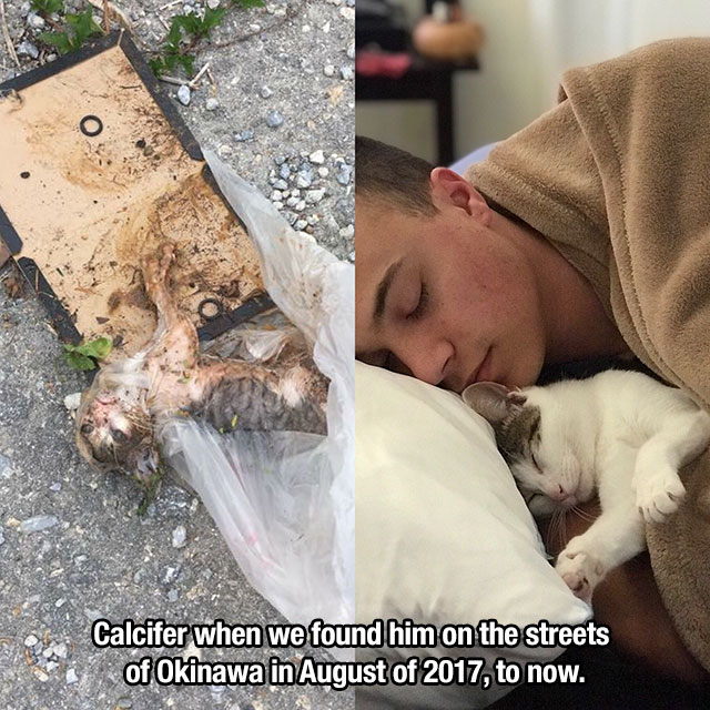 snout - Calcifer when we found him on the streets of Okinawa in August of 2017, to now.