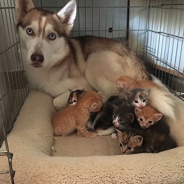 can explain dog with kittens