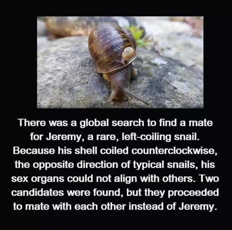 slug - There was a global search to find a mate for Jeremy, a rare, leftcoiling snail. Because his shell coiled counterclockwise, the opposite direction of typical snails, his sex organs could not align with others. Two candidates were found, but they pro