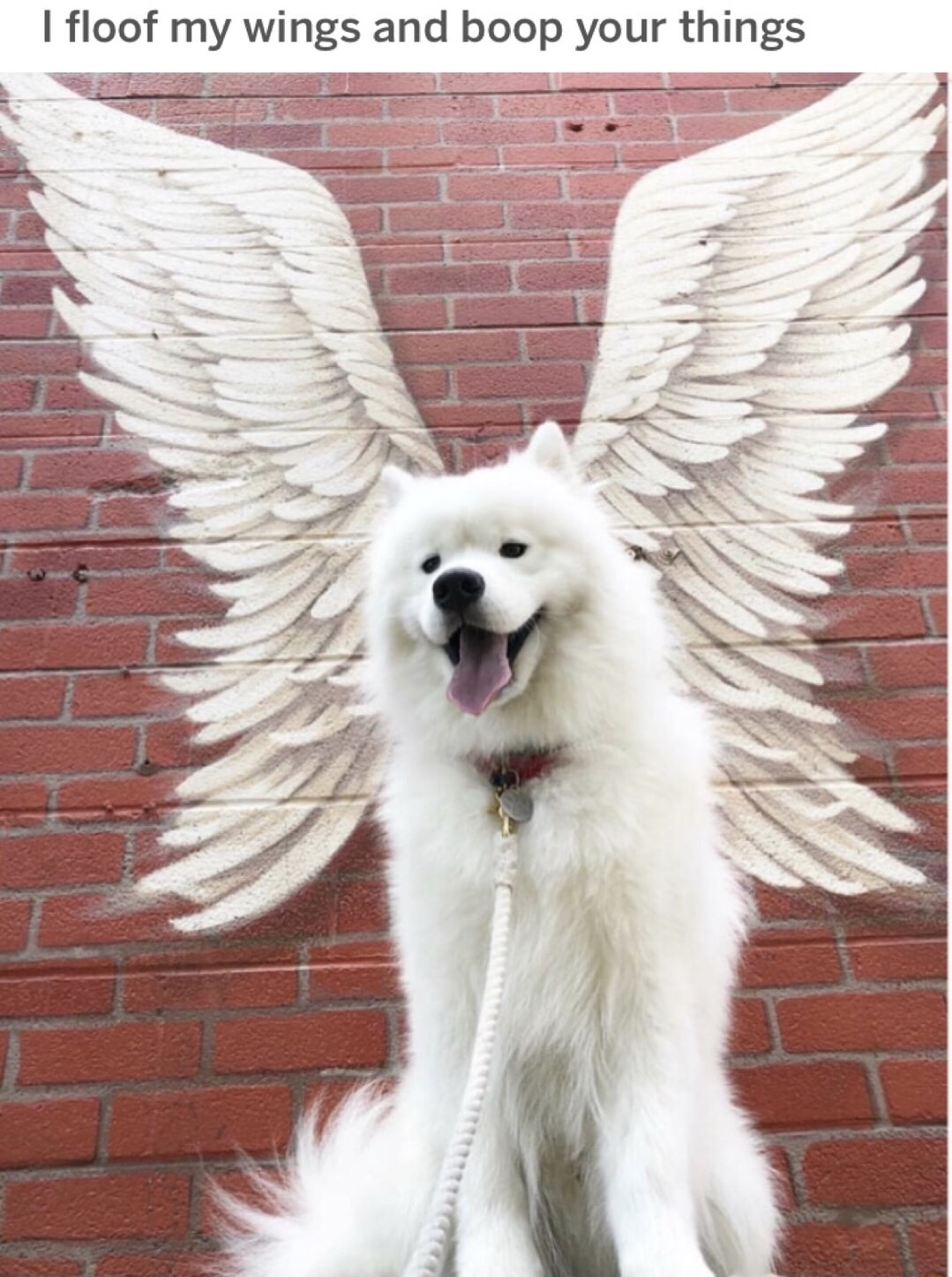 floof my wings and boop your things - I floof my wings and boop your things