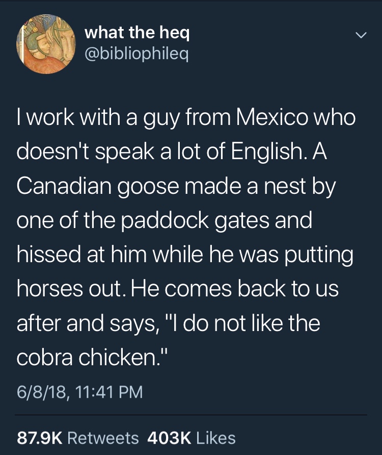 atmosphere - what the heq I work with a guy from Mexico who doesn't speak a lot of English. A Canadian goose made a nest by one of the paddock gates and hissed at him while he was putting horses out. He comes back to us after and says, "I do not the cobra