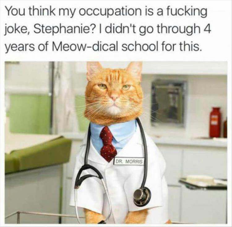 cat health care - You think my occupation is a fucking joke, Stephanie? I didn't go through 4 years of Meowdical school for this. Dr. Morris