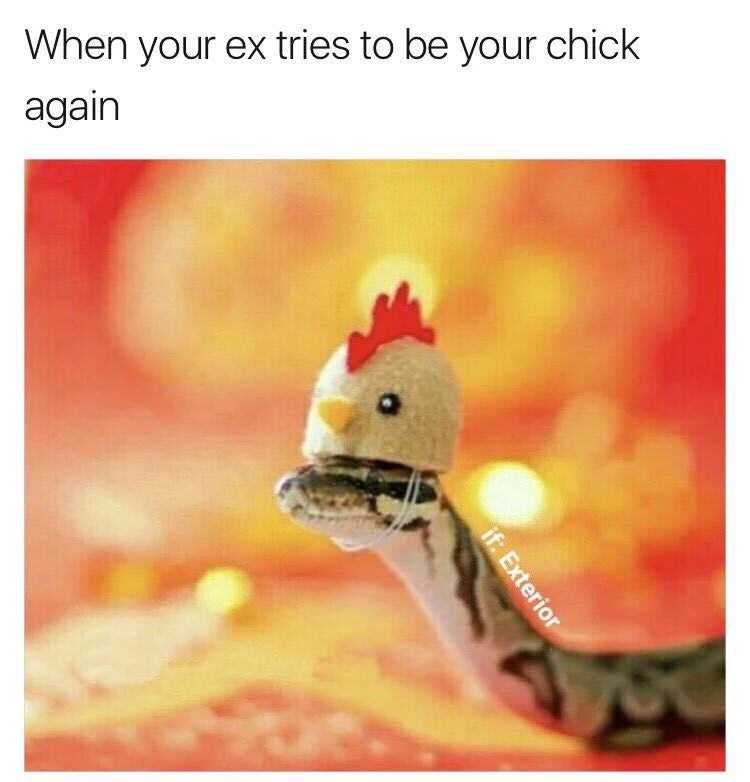 snakes with hats - When your ex tries to be your chick again if Exterior