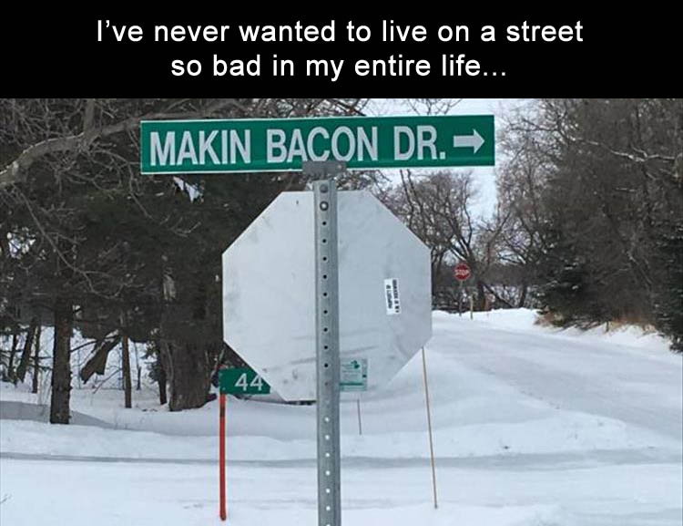 Humour - I've never wanted to live on a street so bad in my entire life... Makin Bacon Dr. > 44