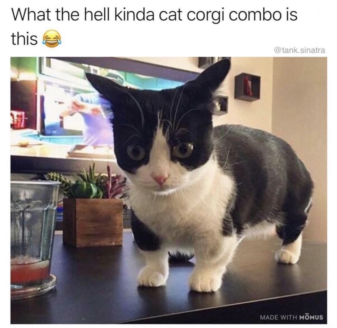 corgi cat - What the hell kinda cat corgi combo is this .sinatra Made With Mmus