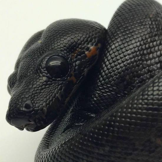black boa constrictor morphs