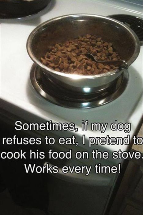 pretending to cook dogs food - Sometimes, if my dog refuses to eat, I pretend to cook his food on the stove. Works every time!