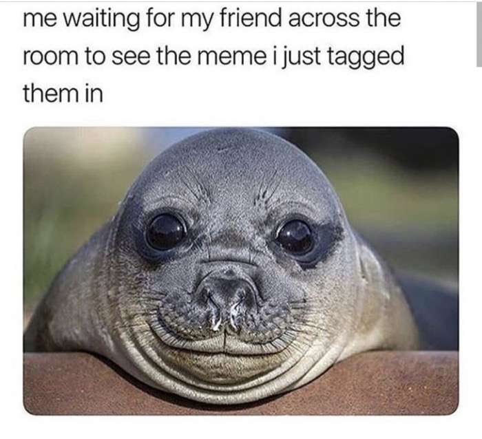 cute seal meme - me waiting for my friend across the room to see the meme i just tagged them in